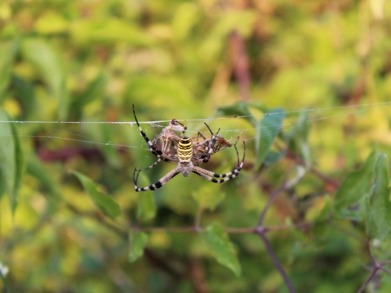 Argiope bruennichi