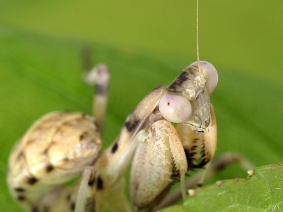 Sphodromantis viridis