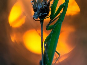 Mantis religiosa