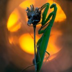 Mantis religiosa