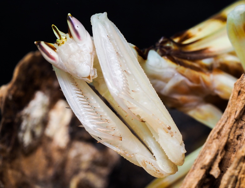 Hymenopus Coronatus Weibchen