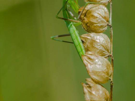 Mantis religiosa