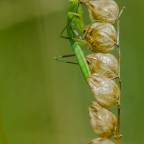 Mantis religiosa