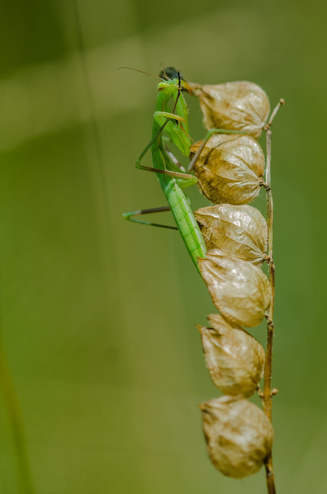 Mantis religiosa