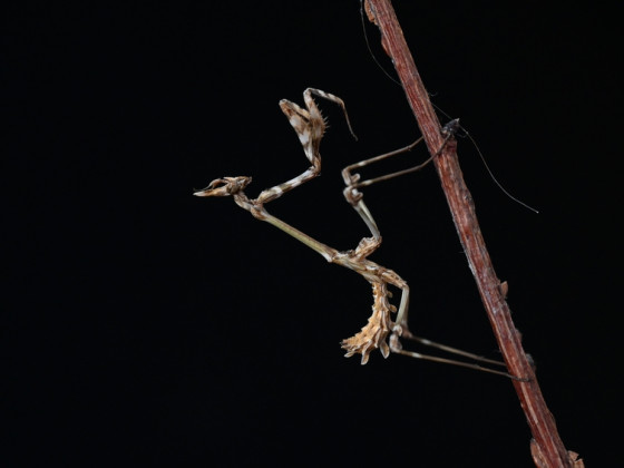 Empusa fasciata