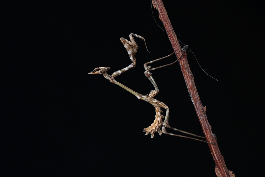 Empusa fasciata