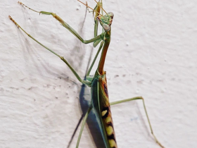 Omomantis zebrata