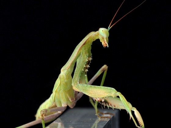 Sphodromantis viridis