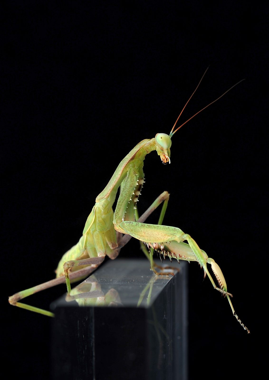 Sphodromantis viridis