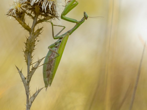 Mantis religiosa