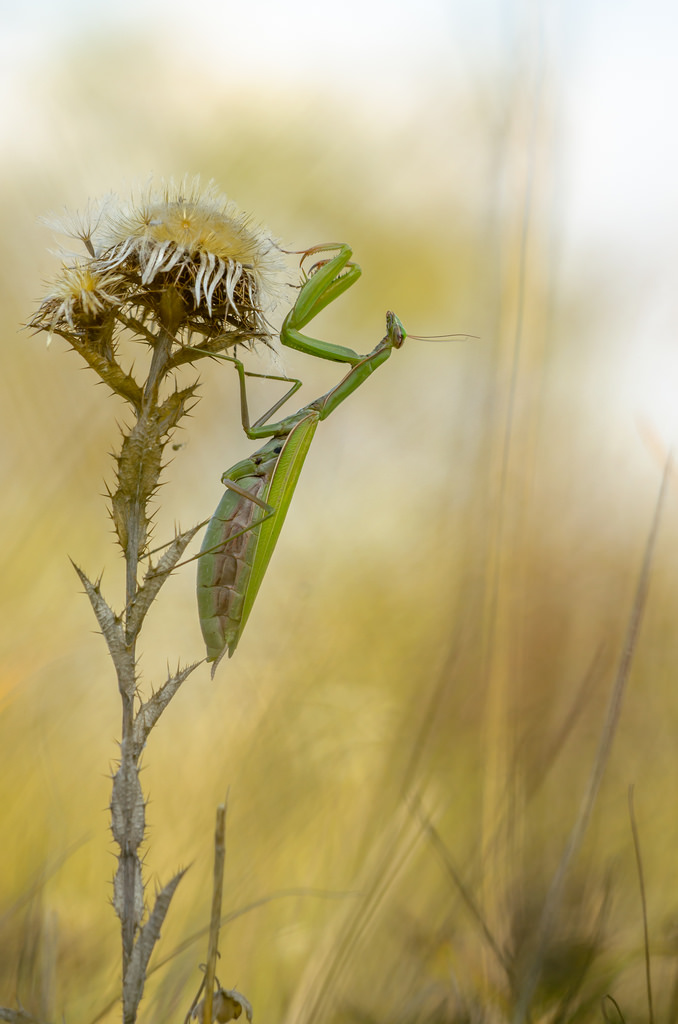 Mantis religiosa