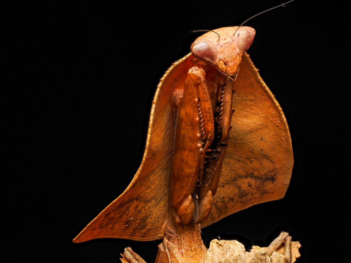 Deroplatys Truncata