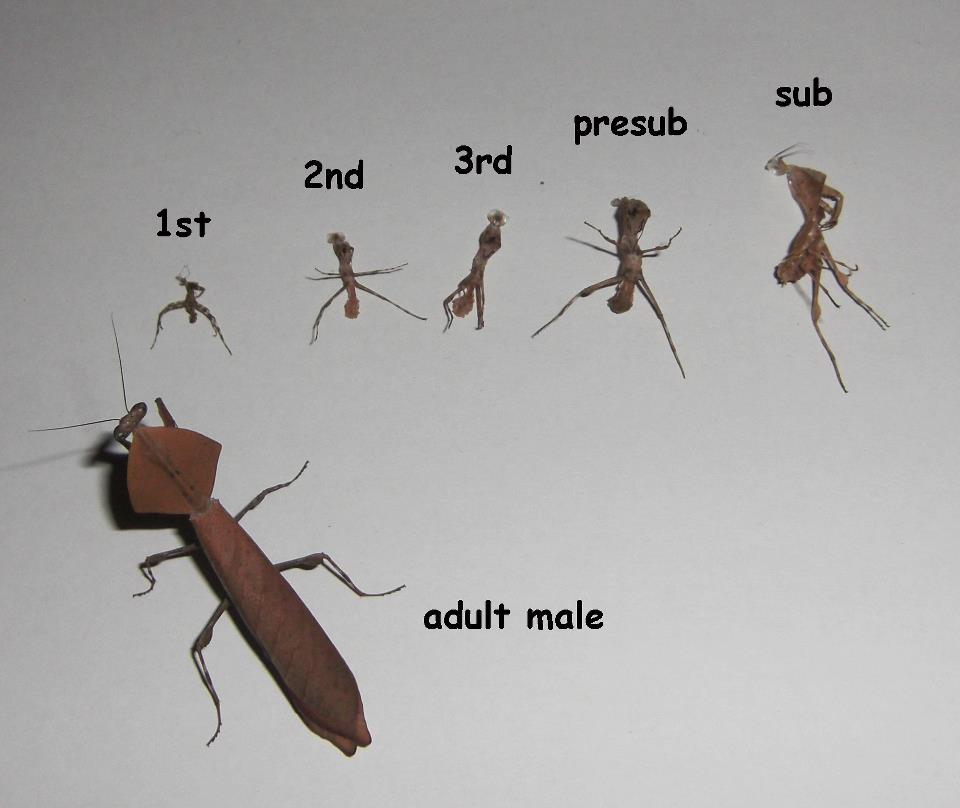 Deroplatys truncata Maennchen