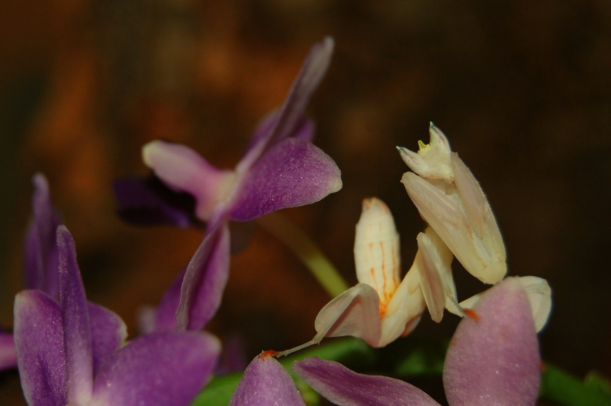 Hymenopus