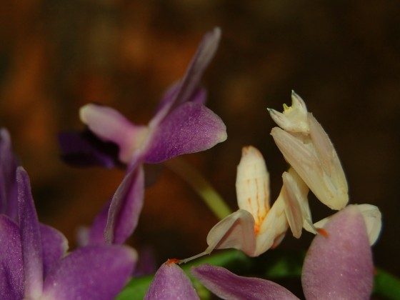 Hymenopus