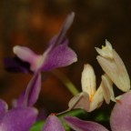 Hymenopus