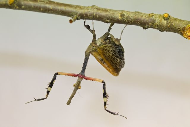 Phyllothelys werneri