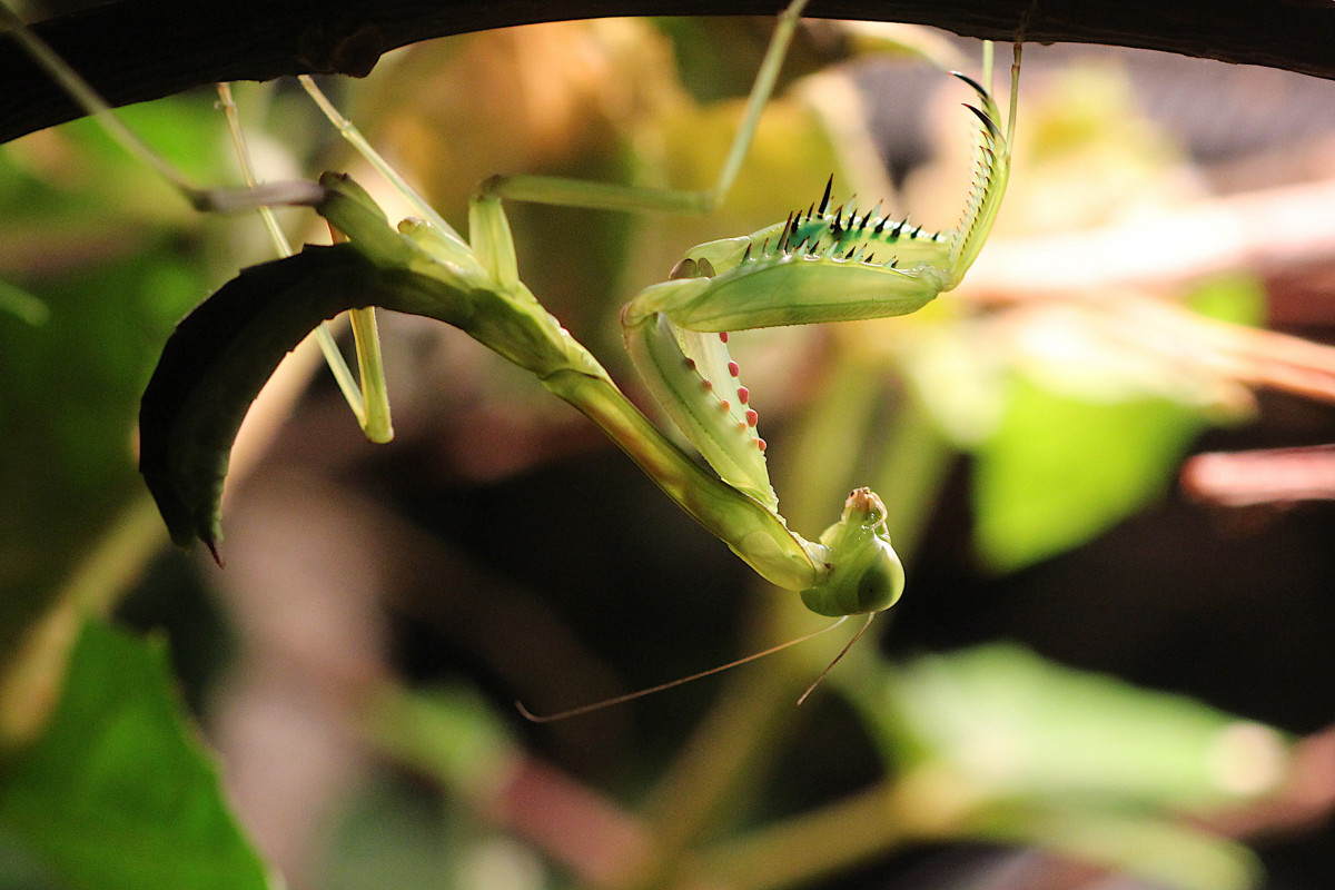 Hierodula quinquepatellata