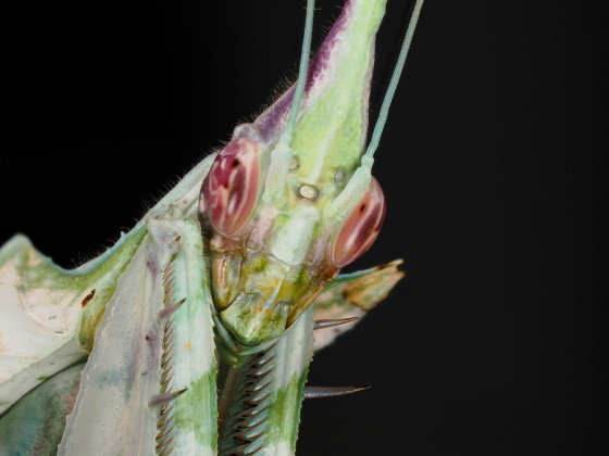 Idolomantis diabolica Weibchen adult