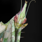 Idolomantis diabolica Weibchen adult