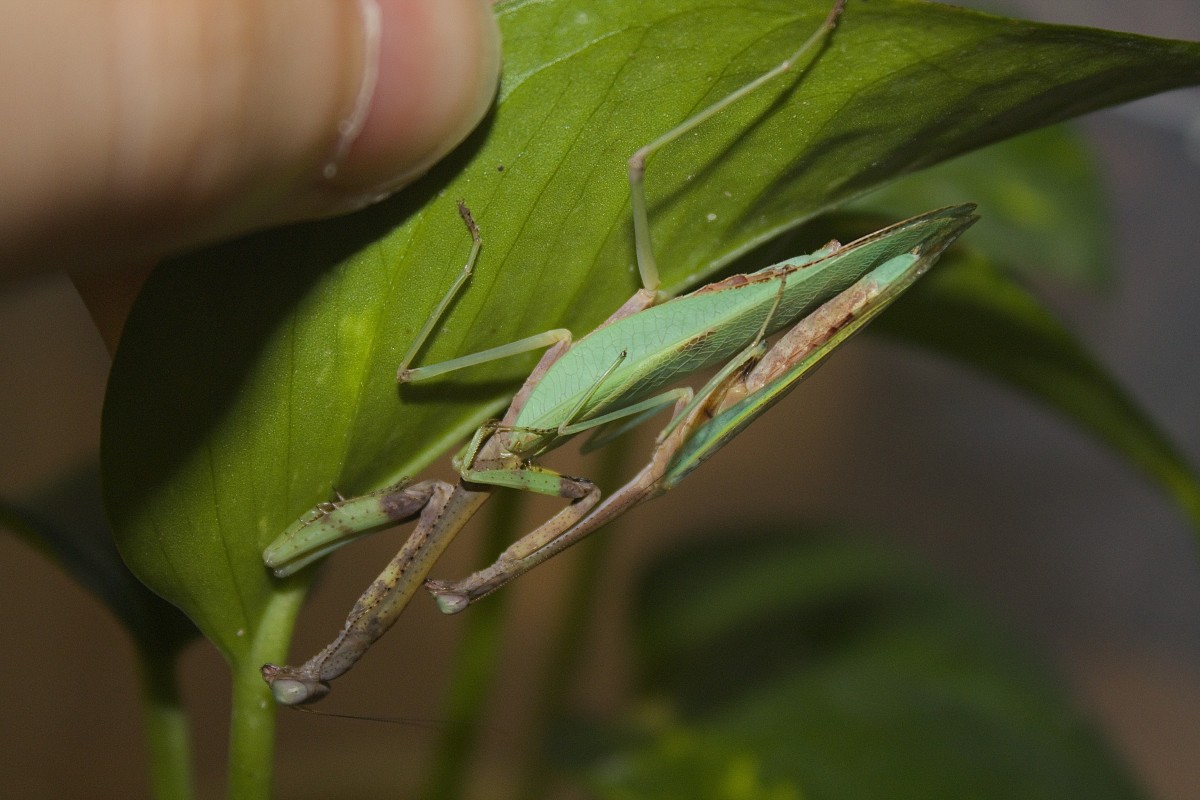 Parastagmatoptera sp."Peru"