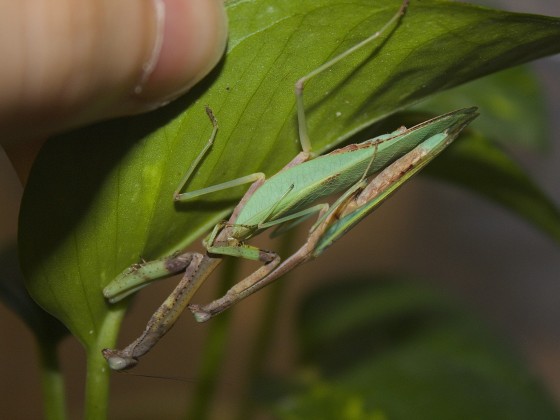 Parastagmatoptera sp."Peru"