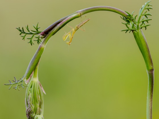 Mantis religiosa