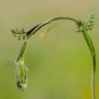 Mantis religiosa