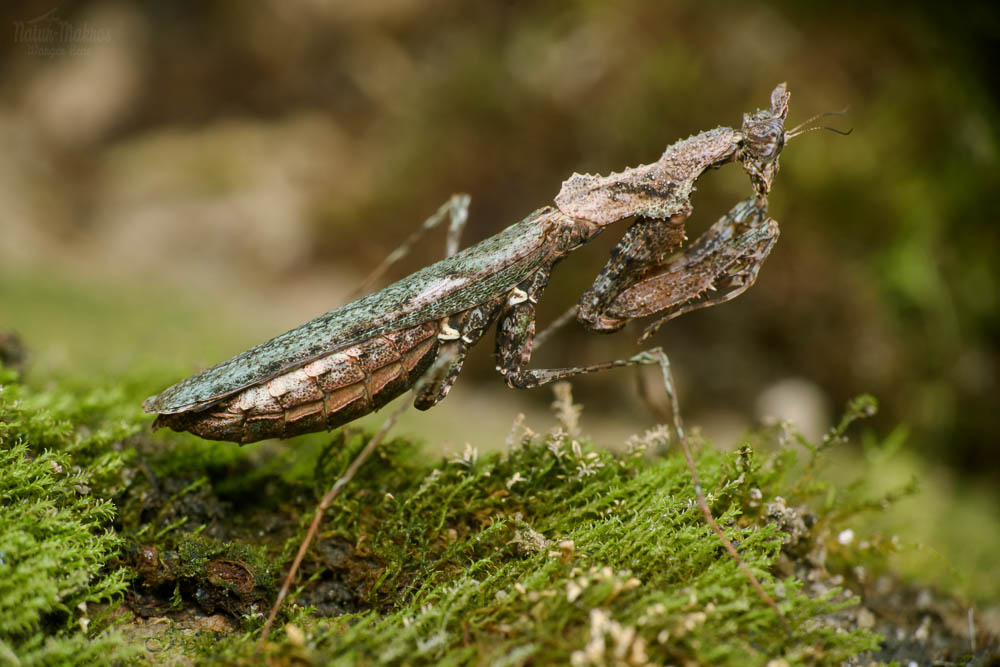 Haania orlovi, 0.1 adult