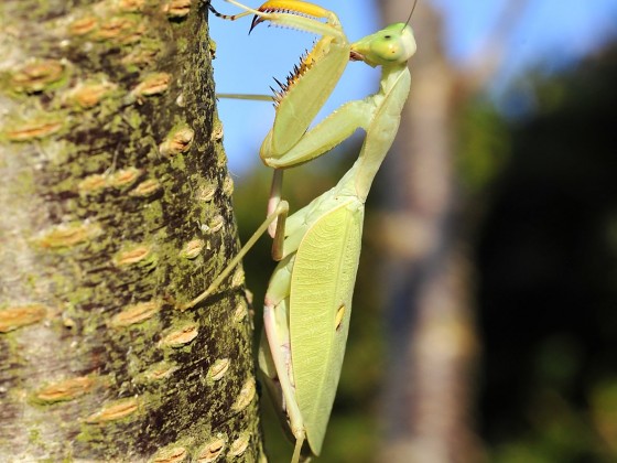 Sphodromantis lineola