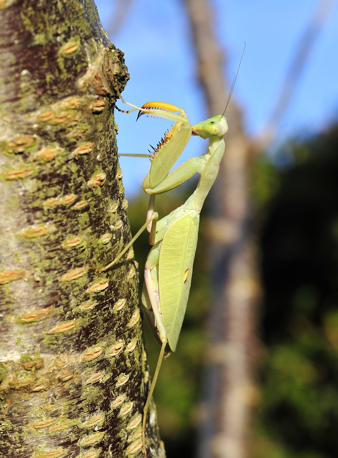 Sphodromantis lineola