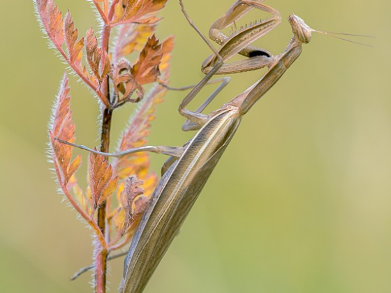 Mantis religiosa 0.1 adult