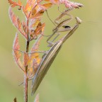 Mantis religiosa 0.1 adult