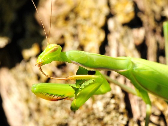 Mantis religiosa