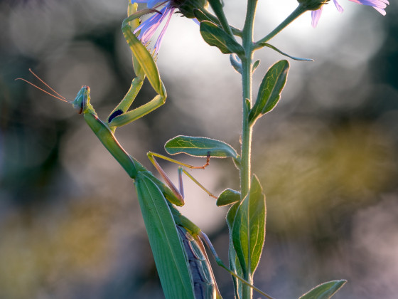 Mantis religiosa