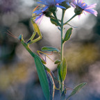 Mantis religiosa