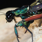 Metallyticus splendidus Weibchen subadult