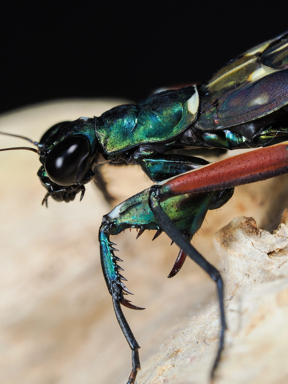 Metallyticus splendidus Weibchen subadult