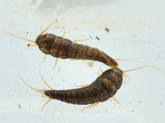 Lepisma saccharina