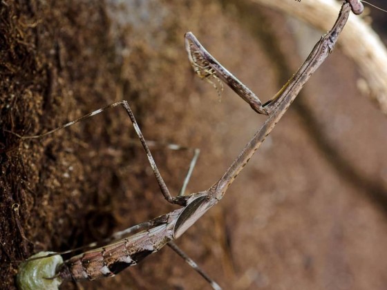 Euchomenella moluccarum 0.1 adult