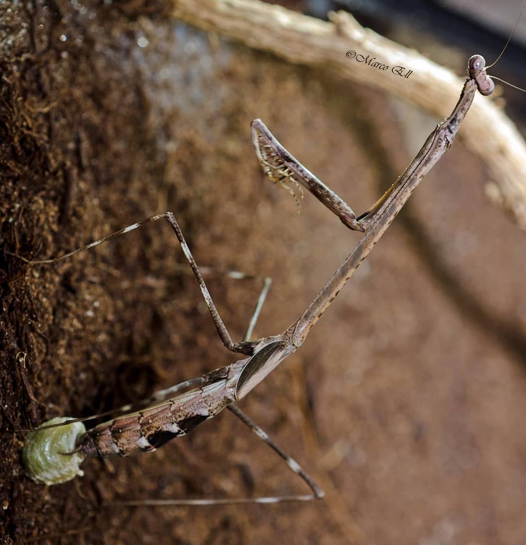 Euchomenella moluccarum 0.1 adult