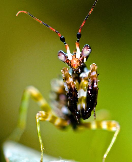 Pseudocreobotra wahlbergii