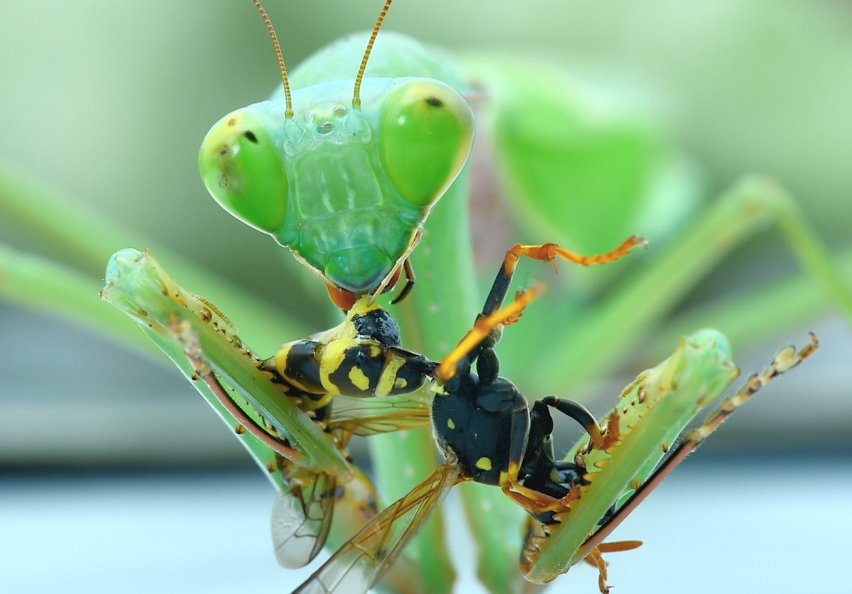 Hierodula spec eating a Wasp