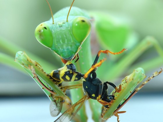 Hierodula spec eating a Wasp