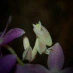 Hymenopus