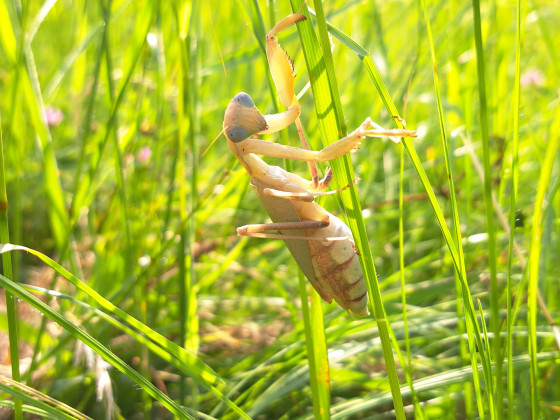 Sphodromantis