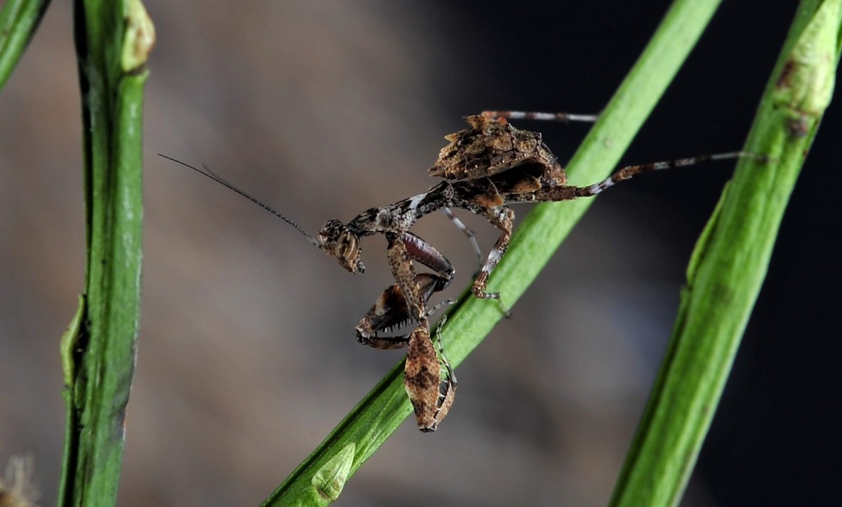 Acromantis formosana