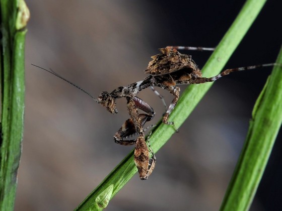 Acromantis formosana