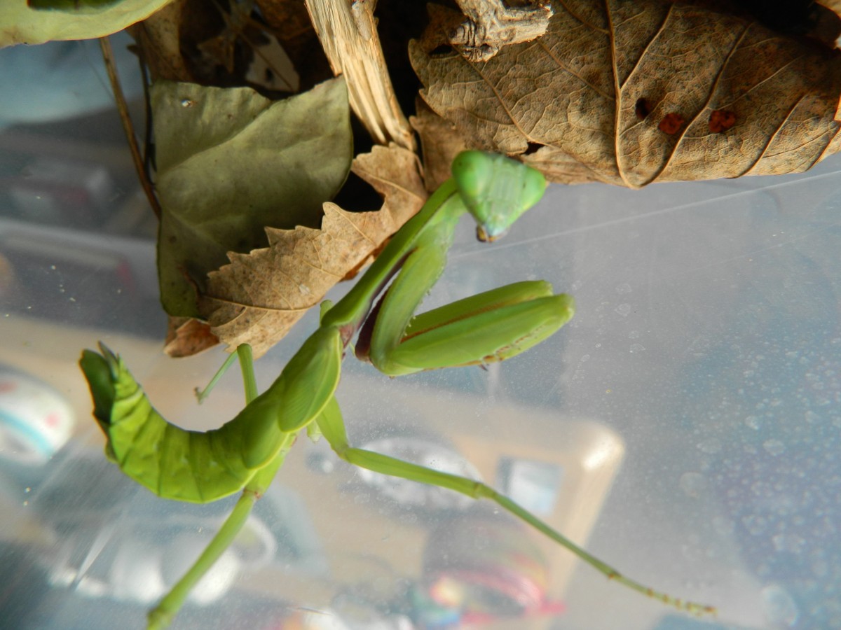 Hierodula Majuscula Subadult