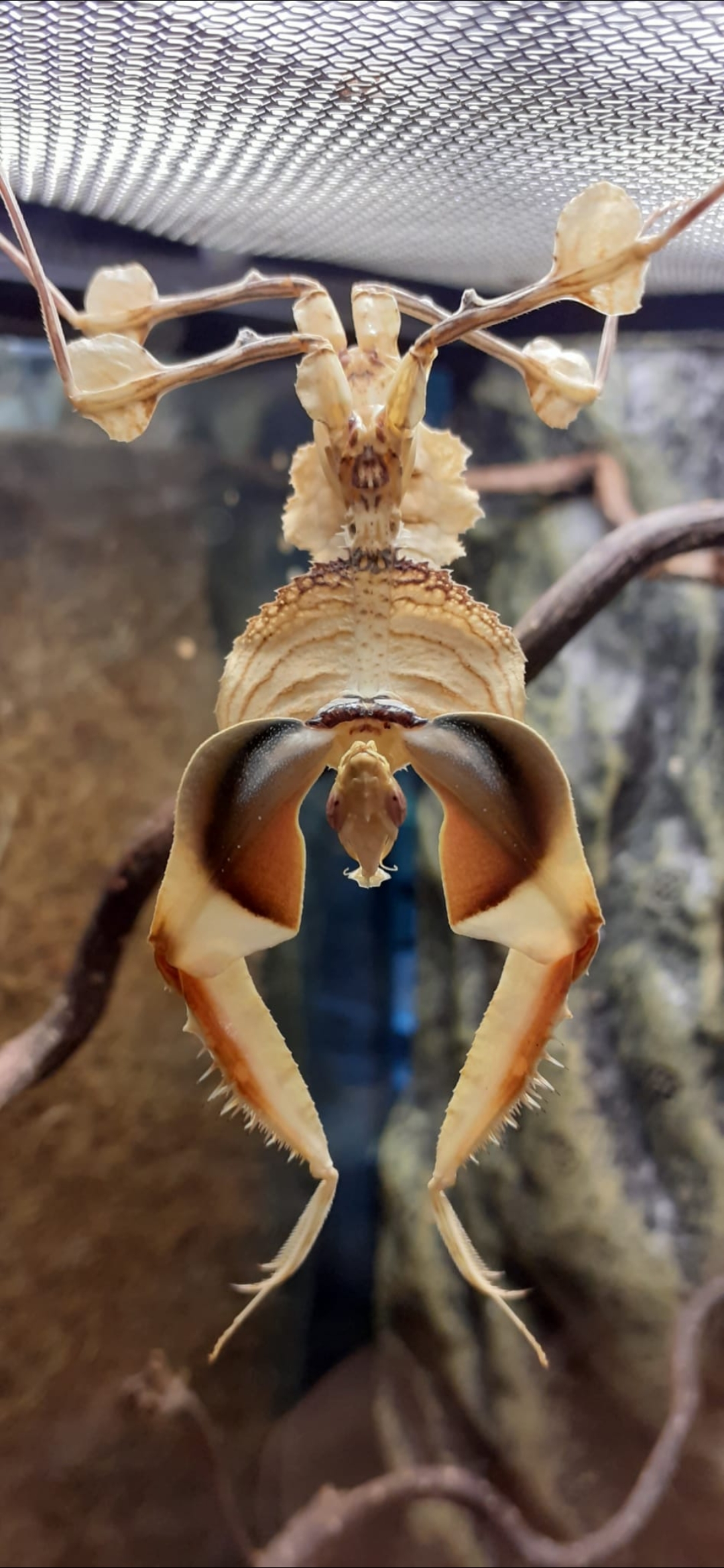 Idolomantis diabolica